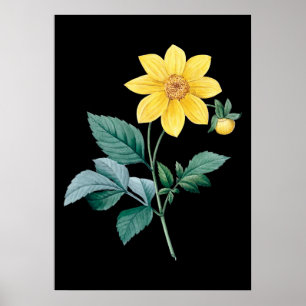 Dahlia-Gelbe Blume Poster