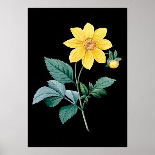 Dahlia-Gelbe Blume Poster (Vorne)