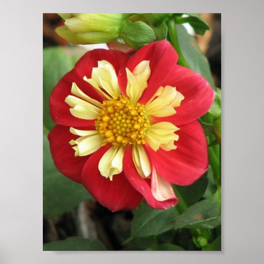 Dahlia Goldalia Scarlet Poster (Vorne)