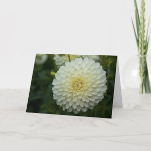 Dahlia Greeting Card   Grusskarte Dahlie Karte