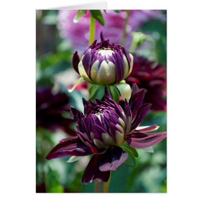 Dahlia - Holly Hill Black Widow (Vorne)
