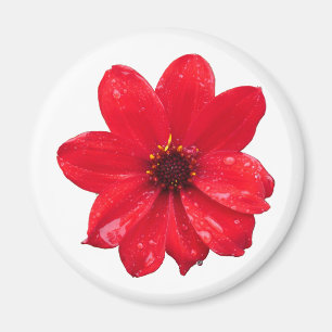 Dahlia im Regen Magnet