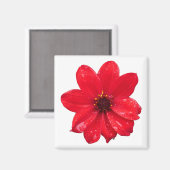 Dahlia im Regen Magnet (Vorderseite/Rückseite)