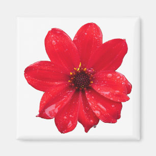 Dahlia im Regen Magnet