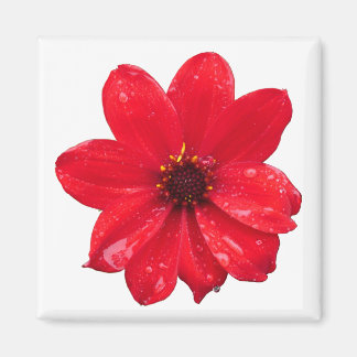 Dahlia im Regen Magnet