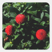 Dahlia Irish Glow #1 Stickers (Vorderseite)