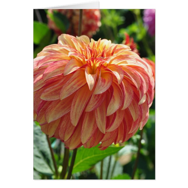 Dahlia - Irish Pinwheel (Vorne)