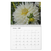 Dahlia Kalender (Jan 2027)