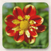 Dahlia-Korkuntersetzer Untersetzer (Vorderseite)