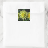 Dahlia Lakeview Glow #1-2 Stickers (Tasche)