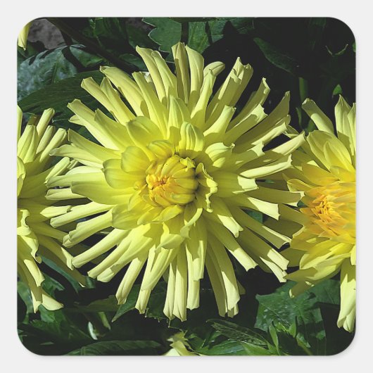 Dahlia Lakeview Glow #1-2 Stickers (Vorderseite)