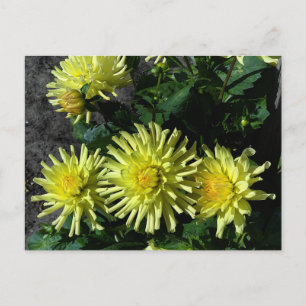 Dahlia Lakeview Glow #1 Postcard Postkarte