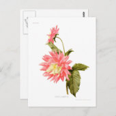Dahlia 'Loreley' Postkarte (Vorne/Hinten)