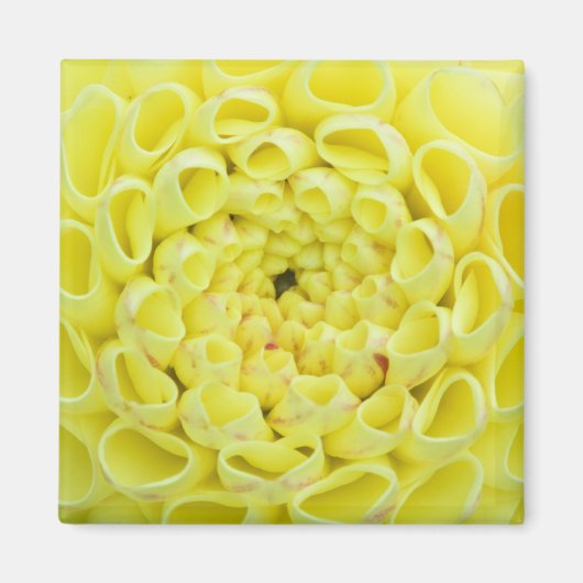 Dahlia Magnet (Vorne)