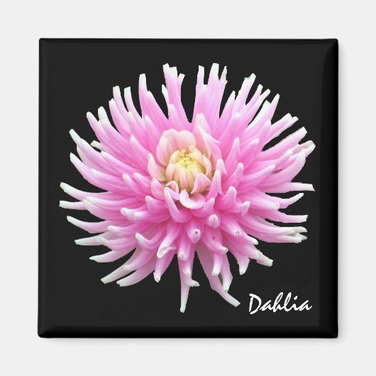 Dahlia Magnet (Vorne)