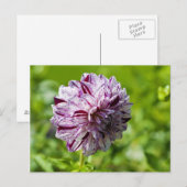 Dahlia Marble Ball Postcard Postkarte (Vorne/Hinten)