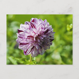 Dahlia Marble Ball Postcard Postkarte