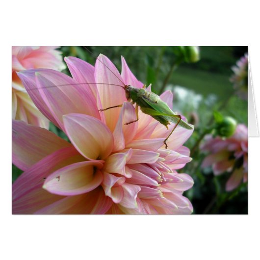 Dahlia mit Cricket (Vorderseite (Horizontal))