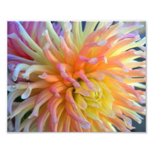 Dahlia Nah 10x8 Fotodruck