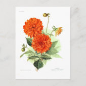 Dahlia 'Orange Fire King' Postkarte (Vorderseite)