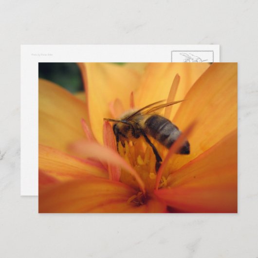 Dahlia (orange) postkarte (Vorne/Hinten)