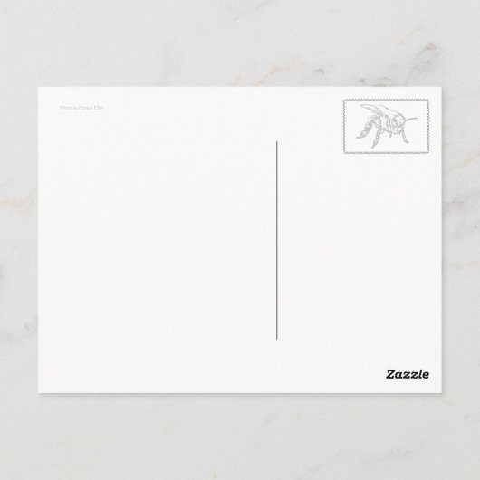 Dahlia (orange) postkarte (Rückseite)