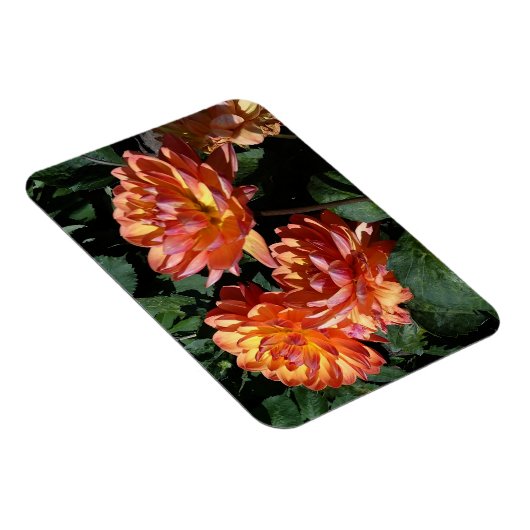 Dahlia Pam Howden #1 Magnet (Rechte Seite)