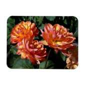 Dahlia Pam Howden #1 Magnet (Horizontal)