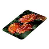 Dahlia Pam Howden #1 Magnet (Linke Seite)