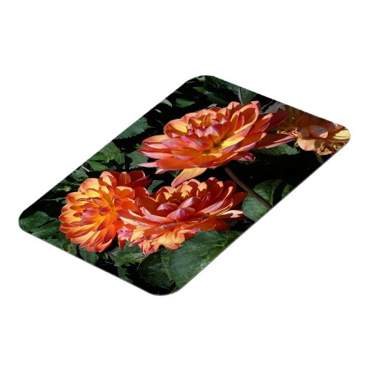 Dahlia Pam Howden #1 Magnet (Linke Seite)