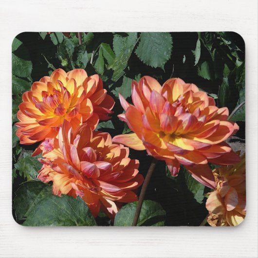 Dahlia Pam Howden #1 Mouse Pad Mousepad (Vorne)