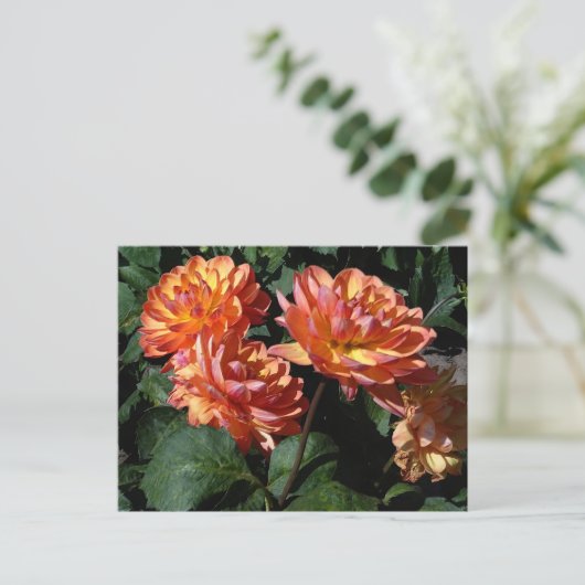 Dahlia Pam Howden #1 Postcard Postkarte (Stehend Vorderseite)