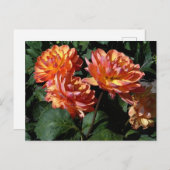 Dahlia Pam Howden #1 Postcard Postkarte (Vorne/Hinten)