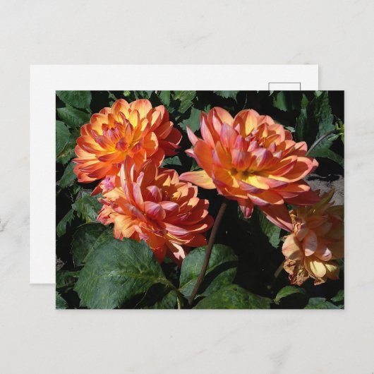 Dahlia Pam Howden #1 Postcard Postkarte (Vorne/Hinten)