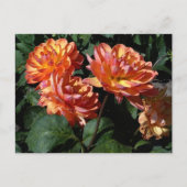 Dahlia Pam Howden #1 Postcard Postkarte (Vorderseite)