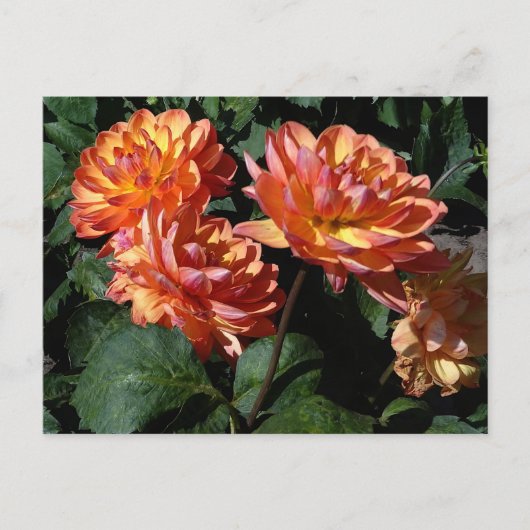 Dahlia Pam Howden #1 Postcard Postkarte (Vorderseite)