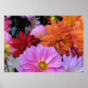 Dahlia Petals Poster