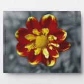 Dahlia Plaque Fotoplatte (Vorderseite)
