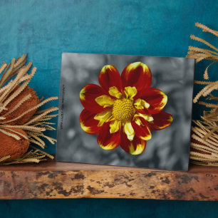 Dahlia Plaque Fotoplatte