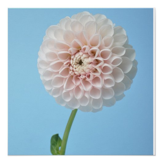 Dahlia pompom on blue background poster (Vorderseite)