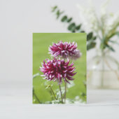 Dahlia Postcard Postkarte (Stehend Vorderseite)