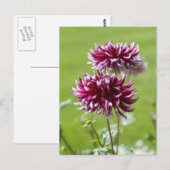 Dahlia Postcard Postkarte (Vorne/Hinten)