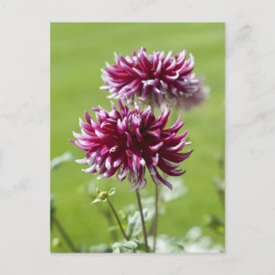 Dahlia Postcard Postkarte