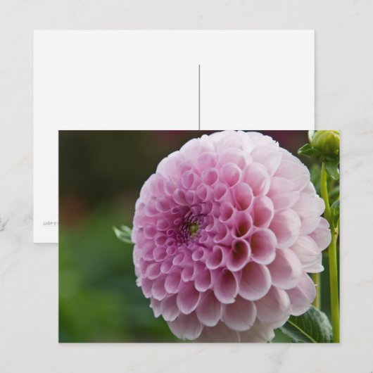 Dahlia Postcard Postkarte (Vorne/Hinten)