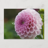 Dahlia Postcard Postkarte (Vorderseite)