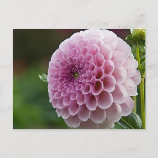Dahlia Postcard Postkarte (Vorderseite)