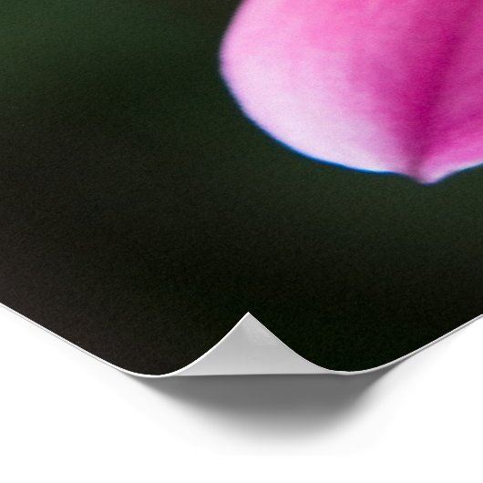 Dahlia Poster (Ecke)