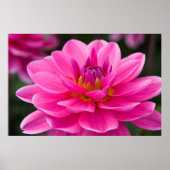 Dahlia Poster (Vorne)