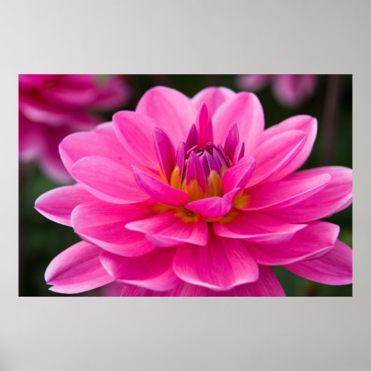 Dahlia Poster (Vorne)