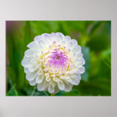 Dahlia Poster (Vorne)